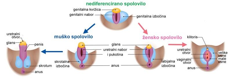 Spolovilo.jpg